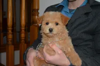Sandy, a female Bichpoo for sale in Edon, OH – Photo 3 of 4