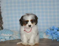 Danny, a male Cavapoo for sale in Edon, OH – Photo 6 of 9