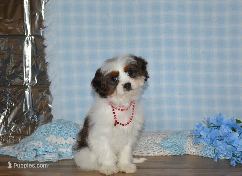 Danny, a male Cavapoo for sale in Edon, OH – Photo 1 of 9