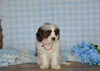 Danny, a male Cavapoo for sale in Edon, OH – Photo 7 of 9