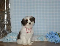 Danny, a male Cavapoo for sale in Edon, OH – Photo 4 of 9