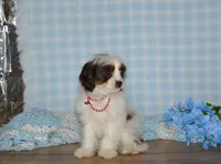 Danny, a male Cavapoo for sale in Edon, OH – Photo 3 of 9