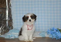 Danny, a male Cavapoo for sale in Edon, OH – Photo 2 of 9