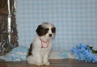 Danny, a male Cavapoo for sale in Edon, OH – Photo 5 of 9