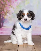 Danny, a male Cavapoo for sale in Edon, OH – Photo 8 of 9