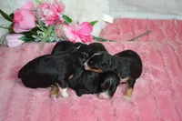 Maggie, a female Miniature Bernedoodle for sale in Edon, OH – 4 of 4