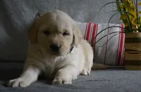 Sara, a female English Cream Golden Retriever for sale in Edon, OH – 3 of 6