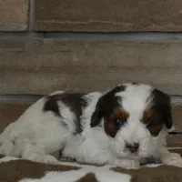 Danny, a male Cavapoo for sale in Edon, OH – Photo 10 of 10