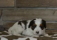 Danny, a female Cavapoo for sale in Edon, OH – Photo 3 of 5