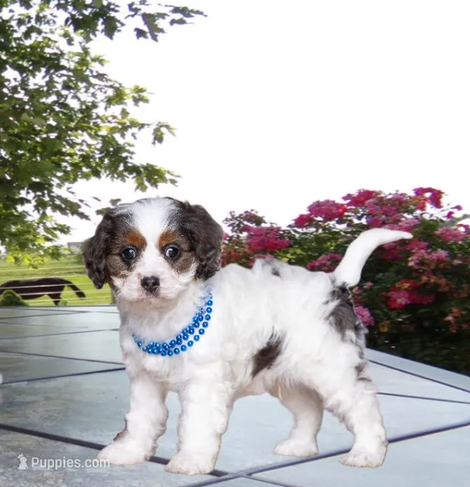 Danny – Cavapoo puppy for sale in Edon, OH