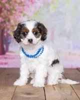Danny, a male Cavapoo for sale in Edon, OH – Photo 2 of 10