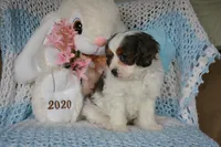 Danny, a male Cavapoo for sale in Edon, OH – Photo 5 of 10