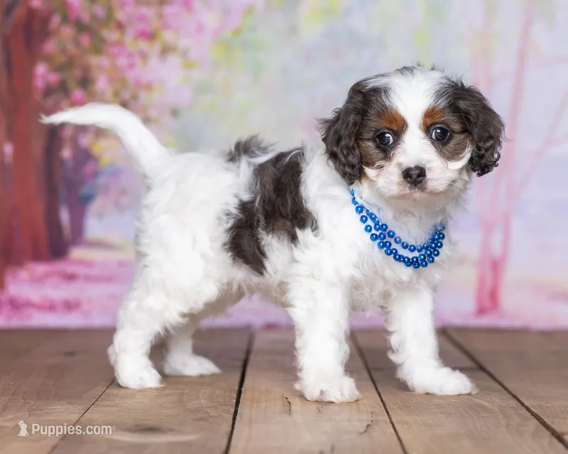 Danny – Cavapoo puppy for sale in Edon, OH