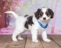Danny, a male Cavapoo for sale in Edon, OH – Photo 1 of 10