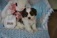 Danny, a male Cavapoo for sale in Edon, OH – Photo 7 of 10