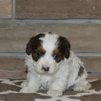 Danny, a male Cavapoo for sale in Edon, OH – Photo 8 of 10