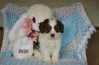 Danny, a male Cavapoo for sale in Edon, OH – Photo 4 of 10