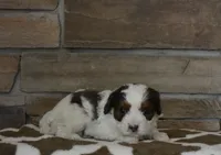 Danny, a female Cavapoo for sale in Edon, OH – Photo 5 of 5