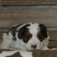 Danny, a male Cavapoo for sale in Edon, OH – Photo 9 of 10