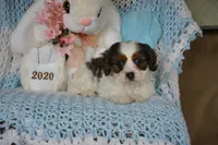 Danny, a male Cavapoo for sale in Edon, OH – Photo 6 of 10