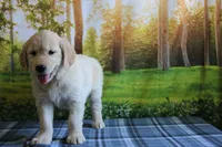 Lacy, a female English Cream Golden Retriever for sale in Edon, OH – 2 of 7