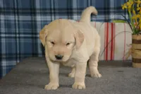 Daisy, a female English Cream Golden Retriever for sale in Edon, OH – 9 of 9