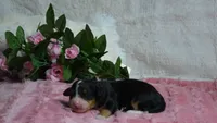 Maggie, a female Miniature Bernedoodle for sale in Edon, OH – 3 of 4