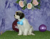 Danny, a male Cavapoo for sale in Edon, OH – 6 of 9