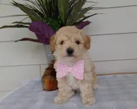 Millie, a female Poochon for sale in Edon, OH – Photo 3 of 9
