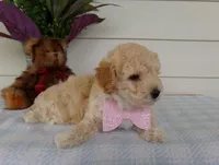 Millie, a female Poochon for sale in Edon, OH – Photo 8 of 9