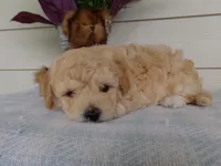 Millie, a female Poochon for sale in Edon, OH – Photo 6 of 9