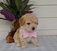 Millie, a female Poochon for sale in Edon, OH – Photo 4 of 9