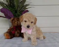 Millie, a female Poochon for sale in Edon, OH – Photo 2 of 9