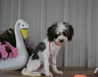 Danny, a male Cavapoo for sale in Edon, OH – 3 of 7