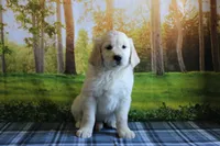 Robin , a female English Cream Golden Retriever for sale in Edon, OH – 2 of 8
