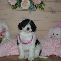 Violet, a female Miniature Bernedoodle for sale in Edon, OH – Photo 5 of 9