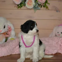Violet, a female Miniature Bernedoodle for sale in Edon, OH – Photo 6 of 9