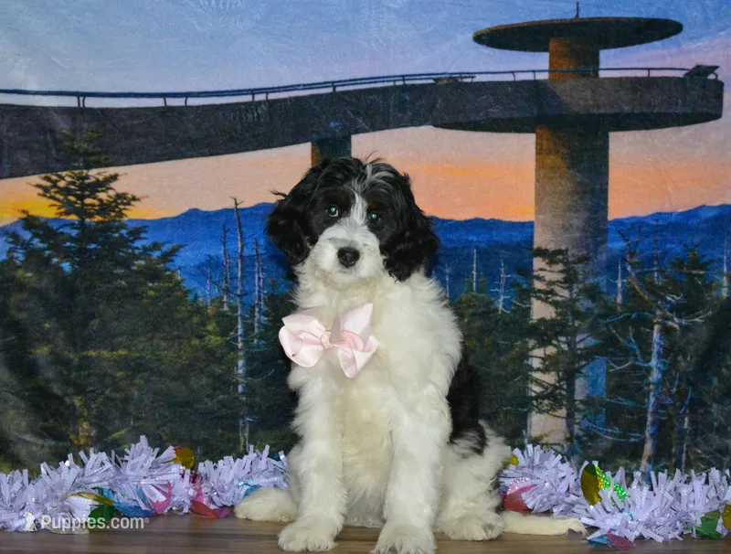 Violet – Miniature Bernedoodle puppy for sale in Edon, OH