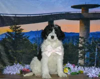 Violet, a female Miniature Bernedoodle for sale in Edon, OH – 7 of 10