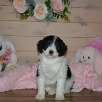 Violet, a female Miniature Bernedoodle for sale in Edon, OH – Photo 4 of 9