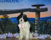 Violet, a female Miniature Bernedoodle for sale in Edon, OH – 6 of 10