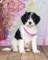 Violet, a female Miniature Bernedoodle for sale in Edon, OH – 8 of 10