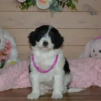 Violet, a female Miniature Bernedoodle for sale in Edon, OH – Photo 3 of 9