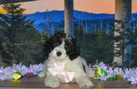 Violet, a female Miniature Bernedoodle for sale in Edon, OH – 4 of 10