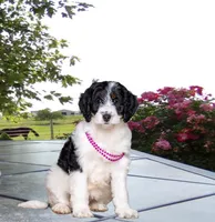 Violet, a female Miniature Bernedoodle for sale in Edon, OH – Photo 1 of 9