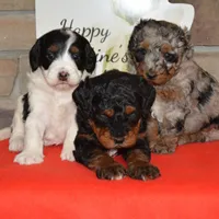 Violet, a female Miniature Bernedoodle for sale in Edon, OH – Photo 8 of 9