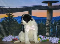 Violet, a female Miniature Bernedoodle for sale in Edon, OH – 3 of 10