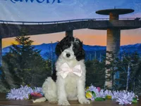 Violet, a female Miniature Bernedoodle for sale in Edon, OH – 2 of 10