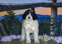 Violet, a female Miniature Bernedoodle for sale in Edon, OH – 5 of 10