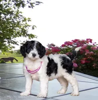 Violet, a female Miniature Bernedoodle for sale in Edon, OH – Photo 2 of 9